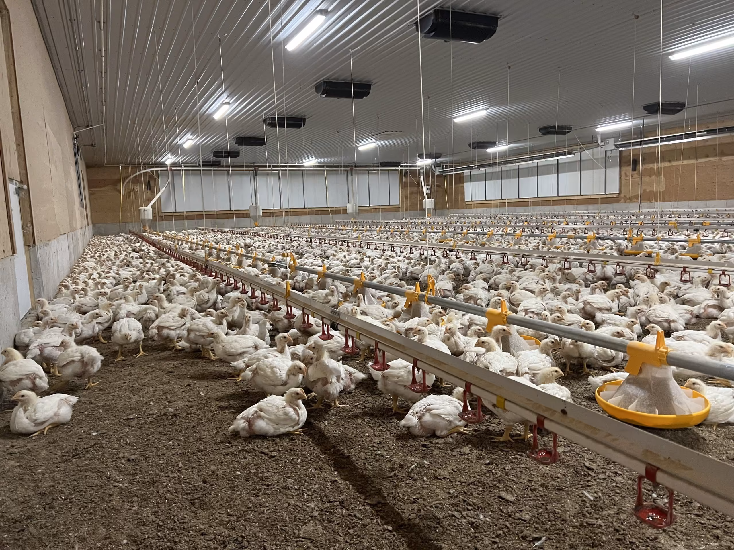 agricultural lighting