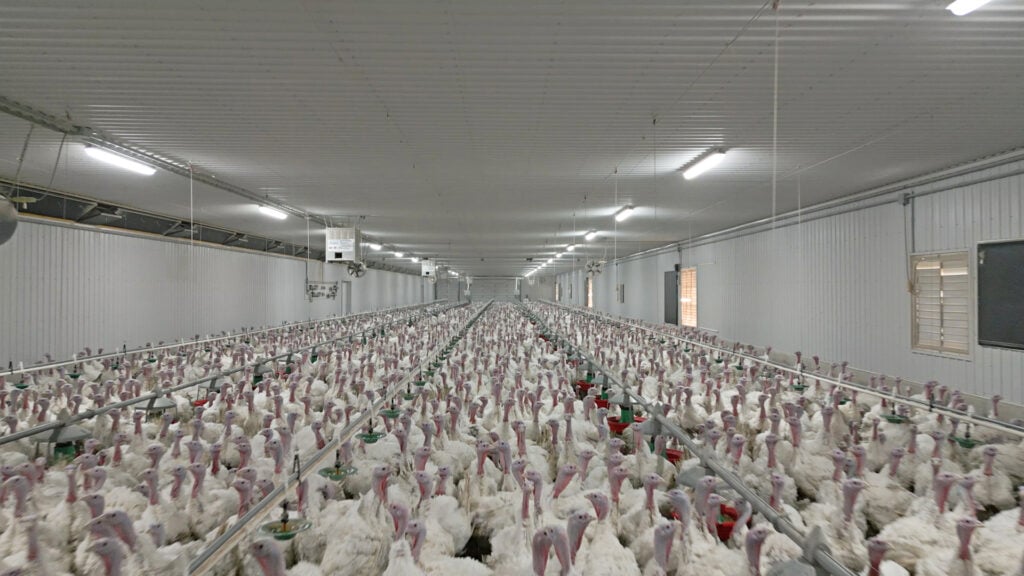 Poultry Barn LED Lighting