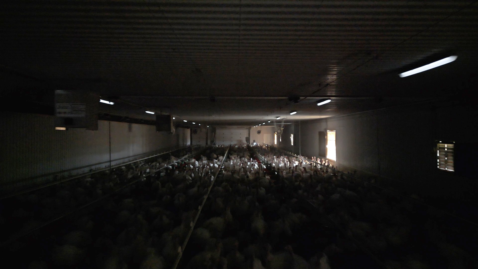 poultry barn lighting in Canada