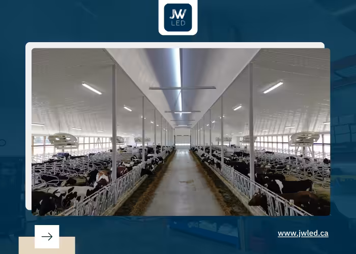 Led lights for dairy barn