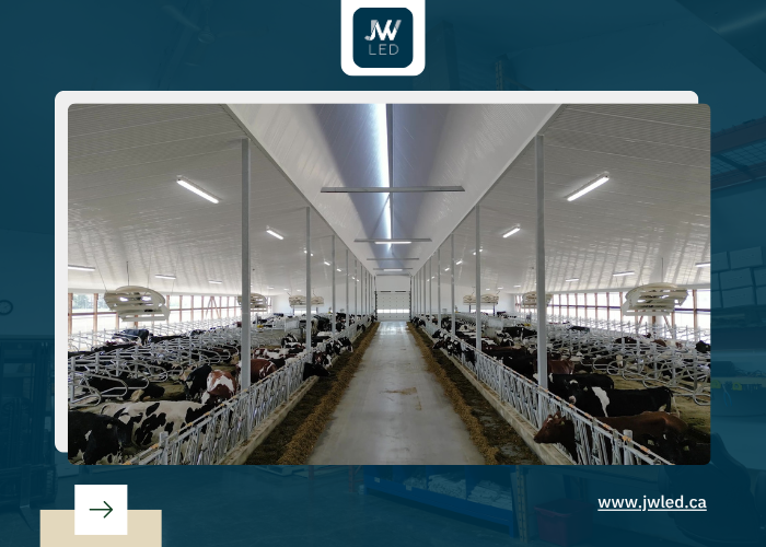 Led lights for dairy barn