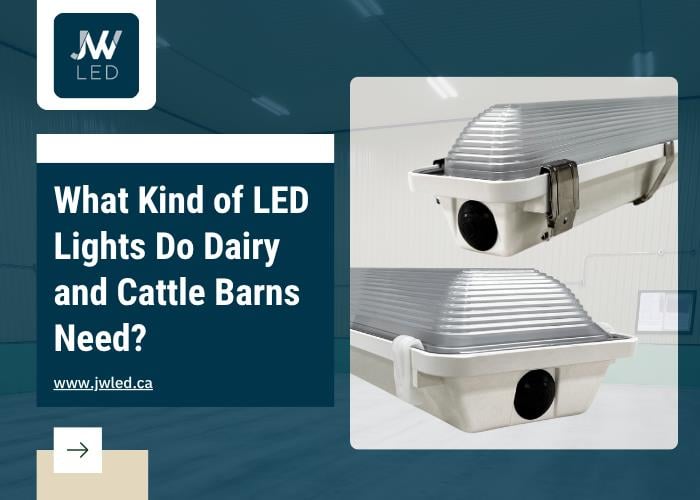 What Kind of LED Lights Do Dairy and Cattle Barns Need?